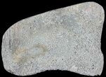 Polished Iguanodon Bone - Isle Of Wight #44344-2
